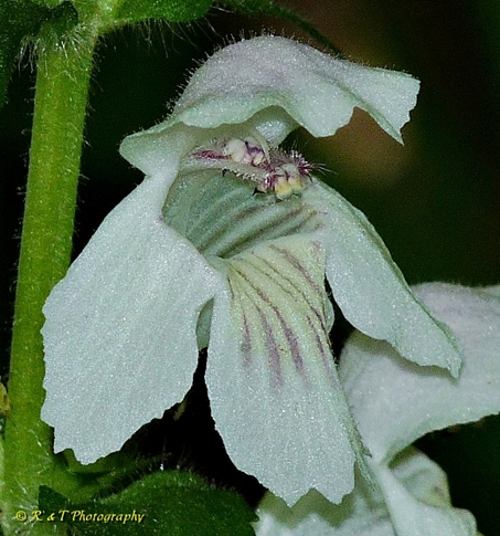 {Synandra hispidula}